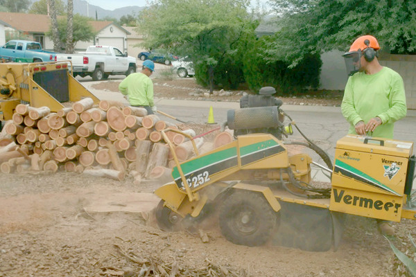 aberdeen tree removal, Glendale AZ