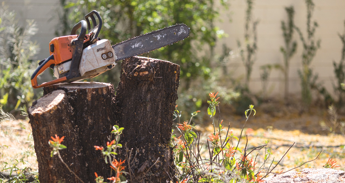 To Remove, or Not to Remove...Can Your Tree be Saved?