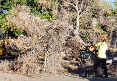 Pine Tree Removal and Cleanup Tucson